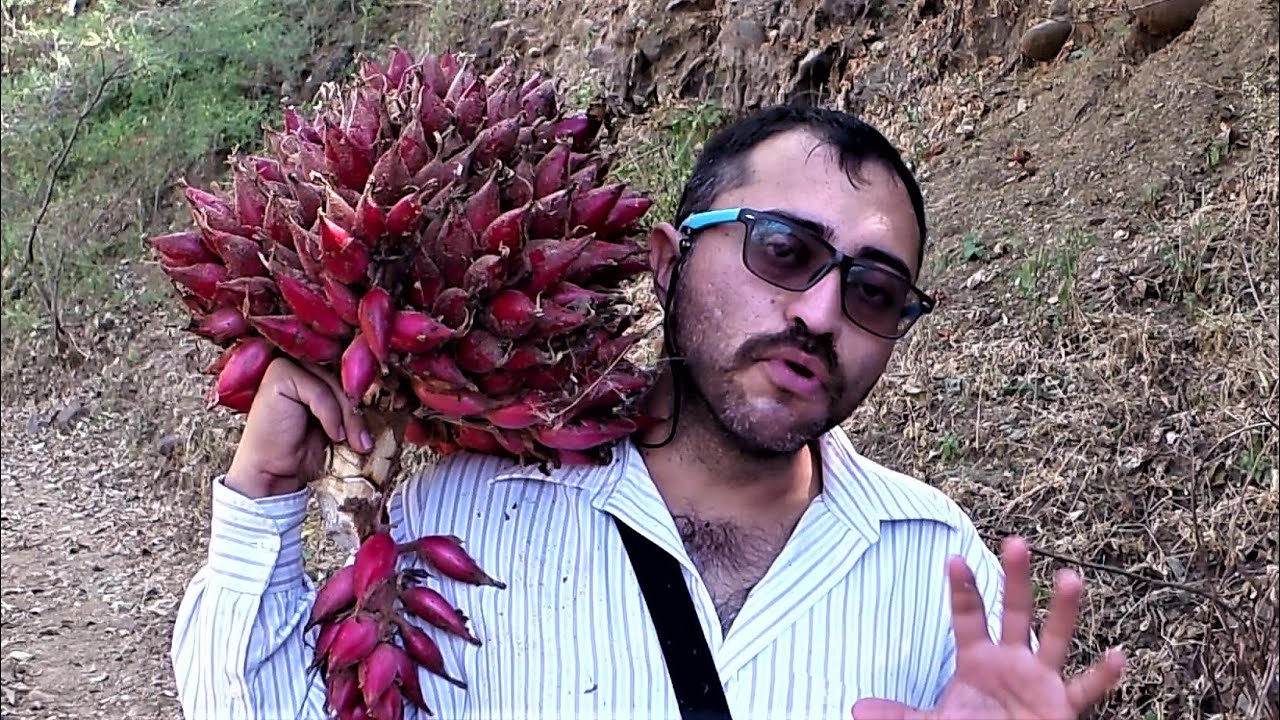 Cocuixtle morado, Aguama, Aguama cazuela, Bromelia, Cardo, Piña, Piña de cuervo, 𝑩𝒓𝒐𝒎𝒆𝒍𝒊𝒂 𝒌𝒂𝒓𝒂𝒕𝒂𝒔