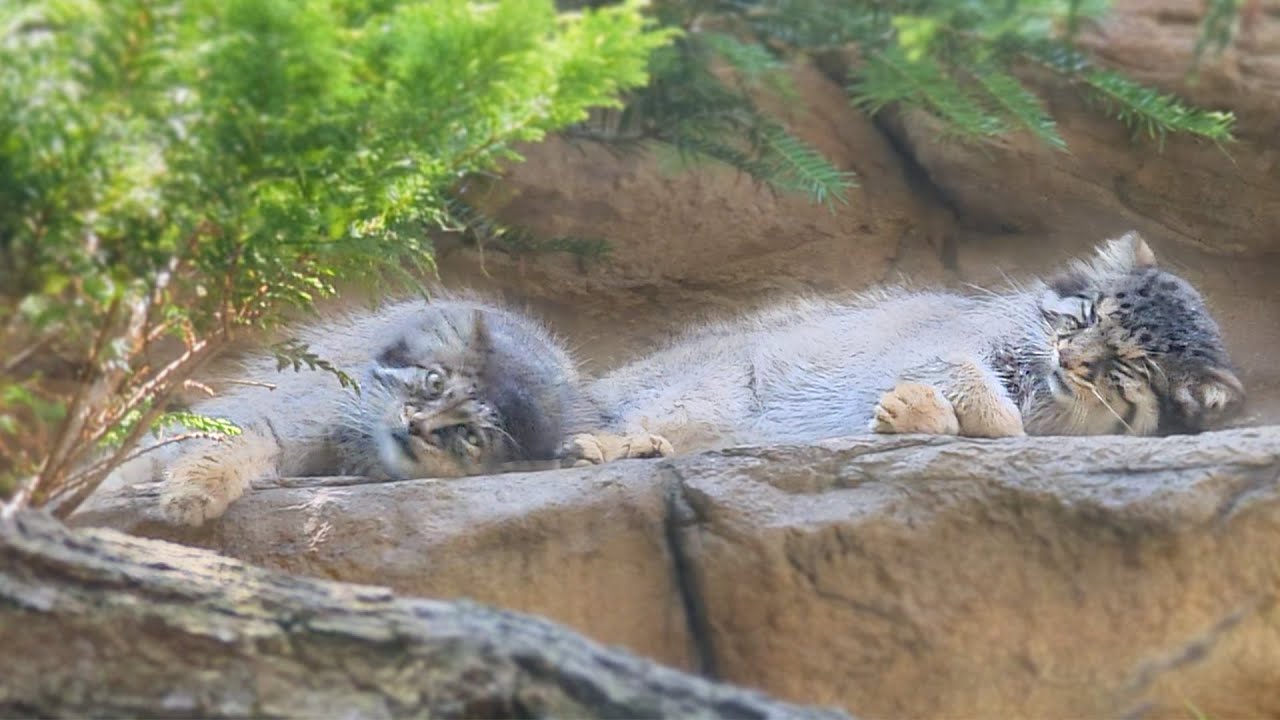 [Кот Манул] Бор и Полли — милые кошки, которые спят, обнявшись.