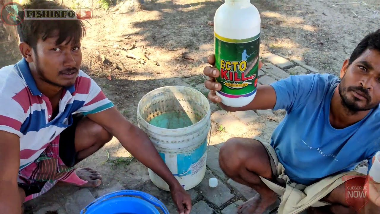 fish disease and control | fish parasites control new medicine | Ecto kill | fish argulus treatment