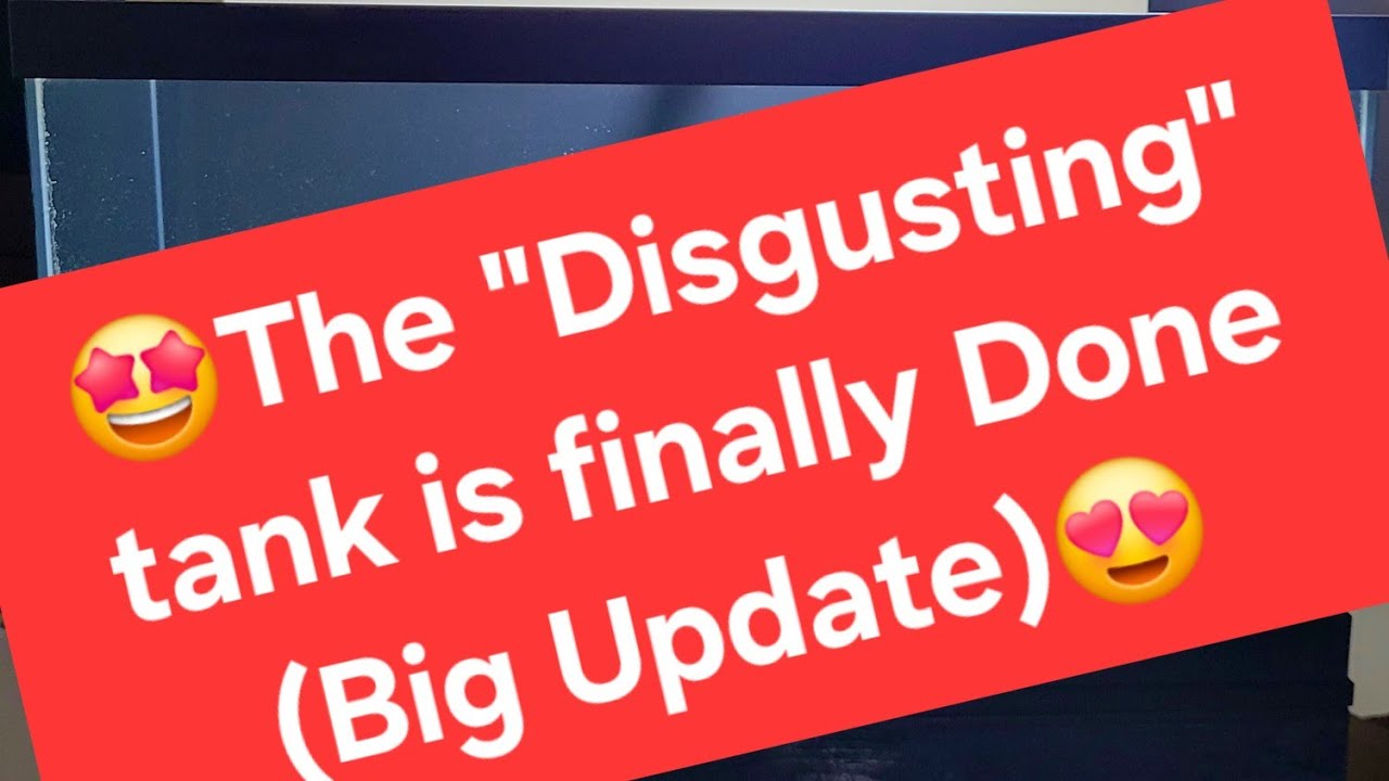 😍🤩It doesn't even look like the same tank... (Reveal)