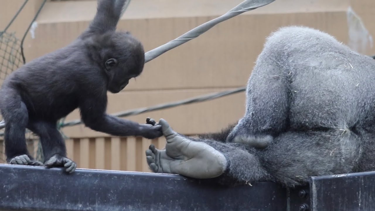 父親の体にそっと触れて反応を楽しむ子ゴリラ⭐️Gorilla【京都市動物園】Kintaro gently touches his sleepy dad and enjoys the reaction.