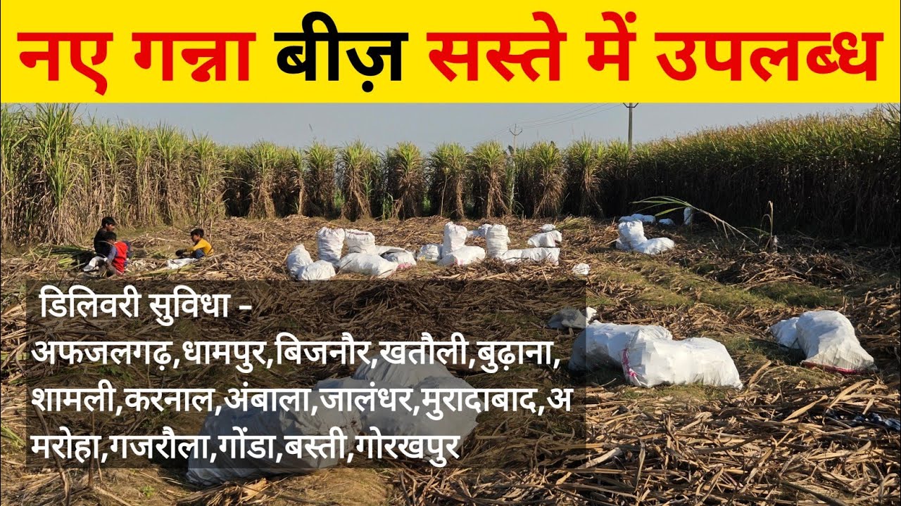नए गन्ना बीज़ सस्ते रेट में उपलब्ध, डिलिवरी सुविधा भी उपलब्ध  / new ganna variety 