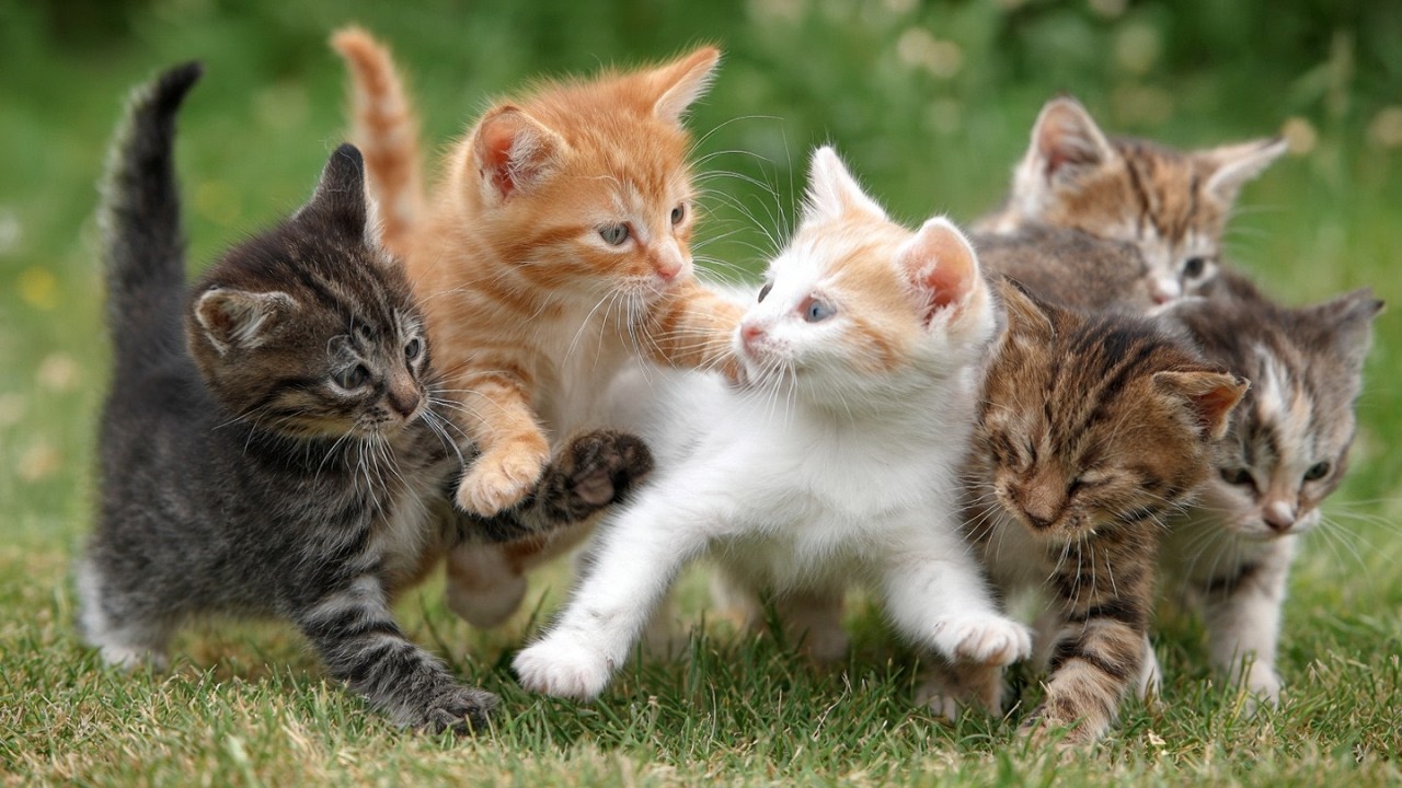 Cutest Kitten Paw Punches + Mom Reactions (Heart Explosion!)