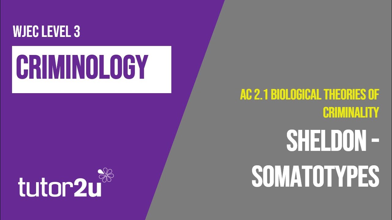 Шелдон и соматотипы | Криминология WJEC | Модуль 2 | A.C. 2.1 | Повторение