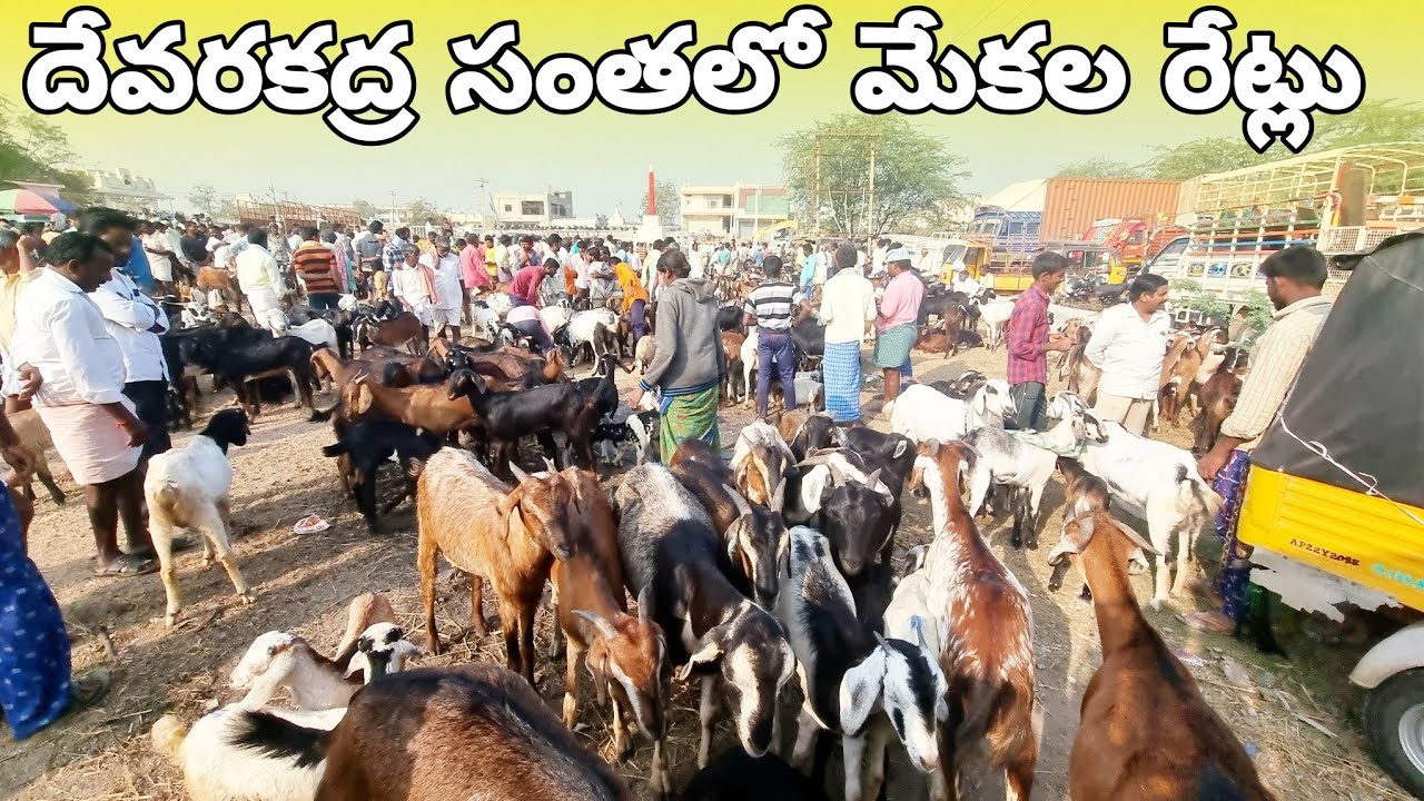 దేవరకద్ర సంతలో మేకల రేట్లు-devarakadra goats market-devarakadra market-devarakadra santha-goats-goat