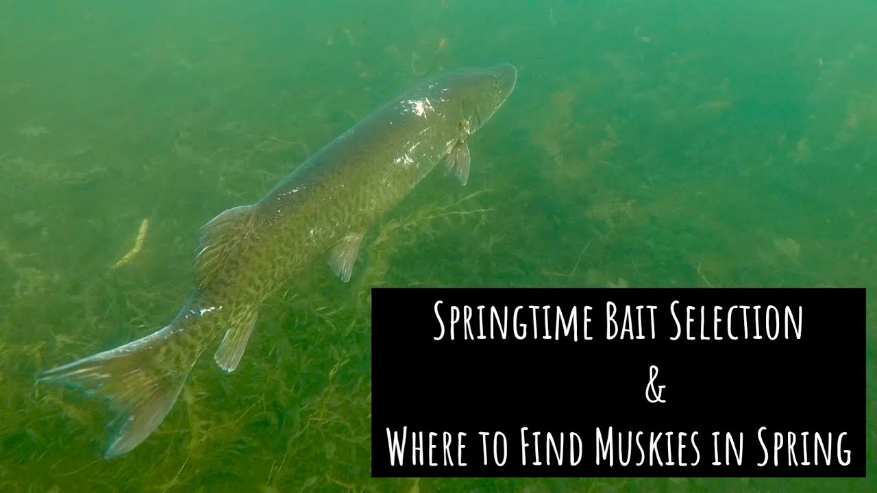 Spring Musky Bait Selection & Where to locate springtime Muskies