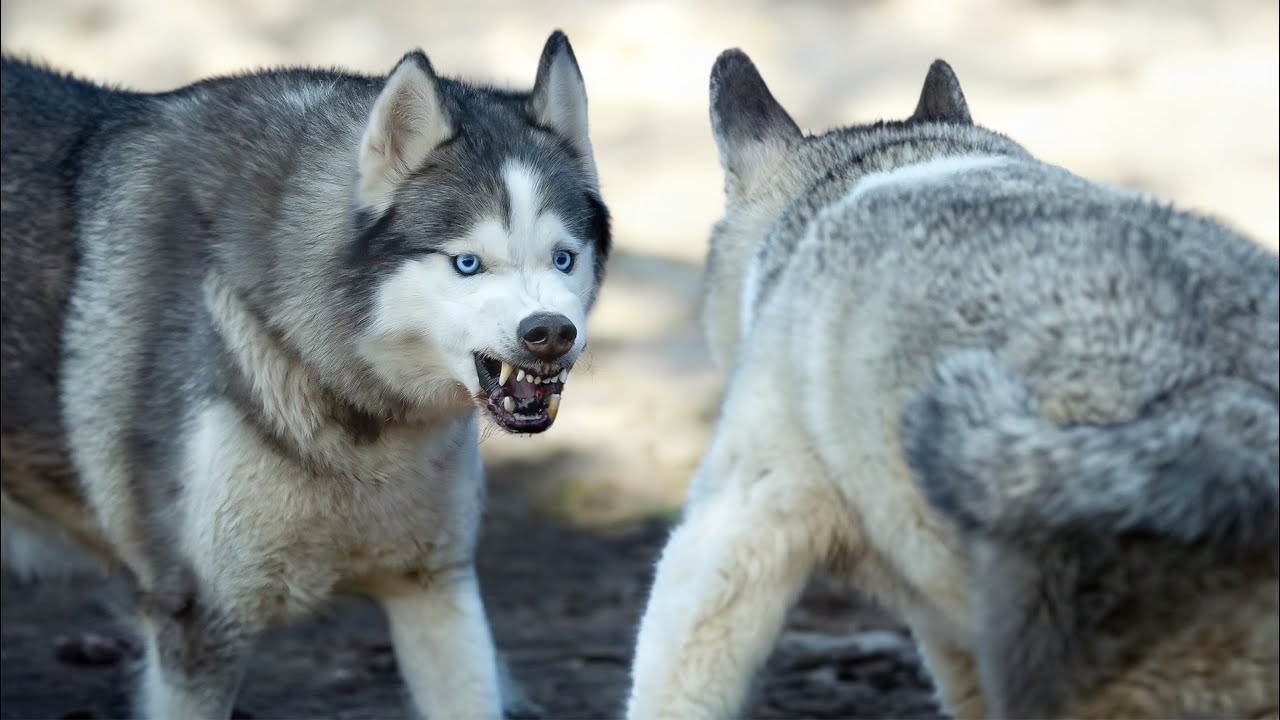 Malamute VS Husky