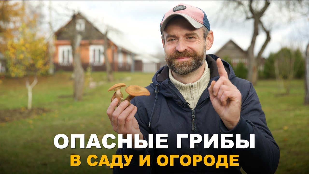 ЭТИ ГРИБЫ МОГУТ УНИЧТОЖИТЬ ВАШ САД. Самые опасные для сада грибы.