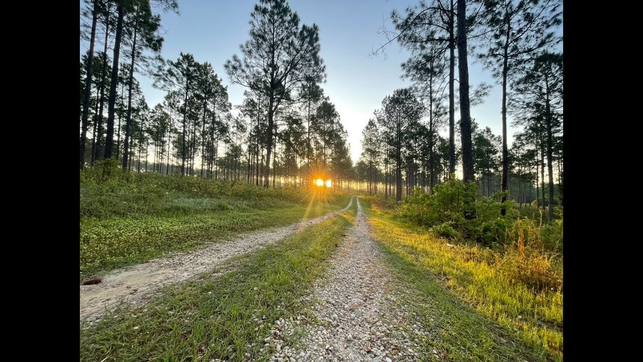 Gadwall Farms- 428 Acres with Longleaf & Wiregrass between Thomasville GA & Tallahassee FL.  $4.45M