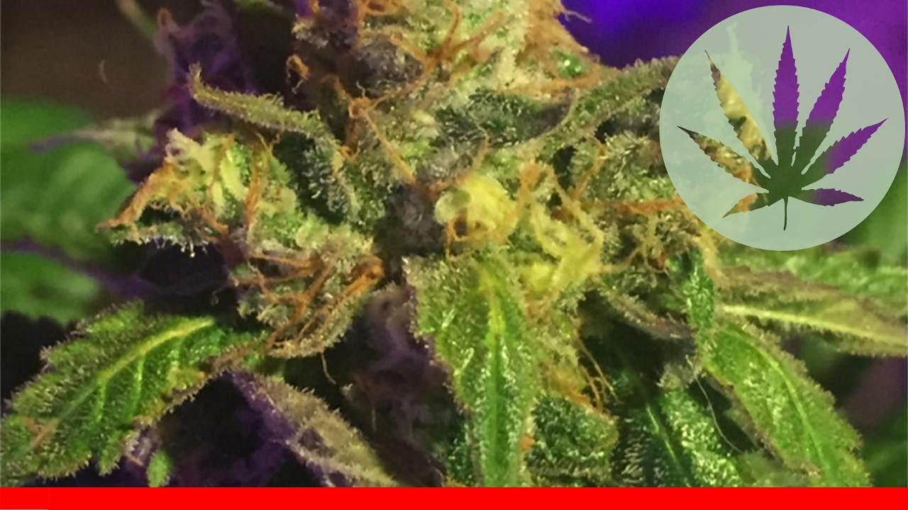 Ice - All About This Strain