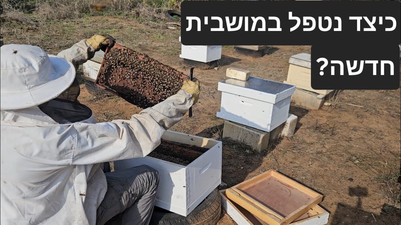 כיצד נטפל במושבית דבורים חדשה? יאיר לופו
