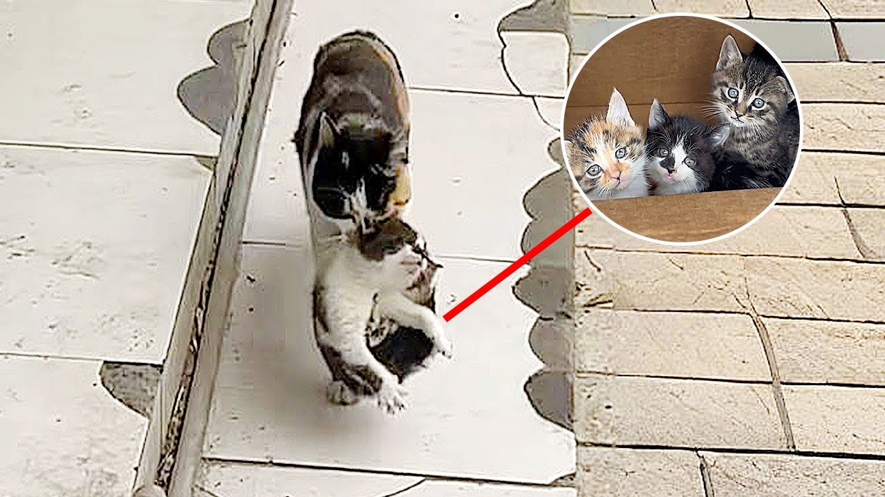 Не давай мне, я не могу!Женщина покормила бездомную кошку,и та принесла ей 4 котенка в благодарность