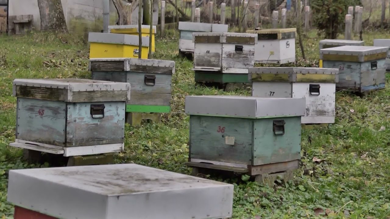 Kako su sneg i niske temperature uticali na pčelinja društva ove zime?