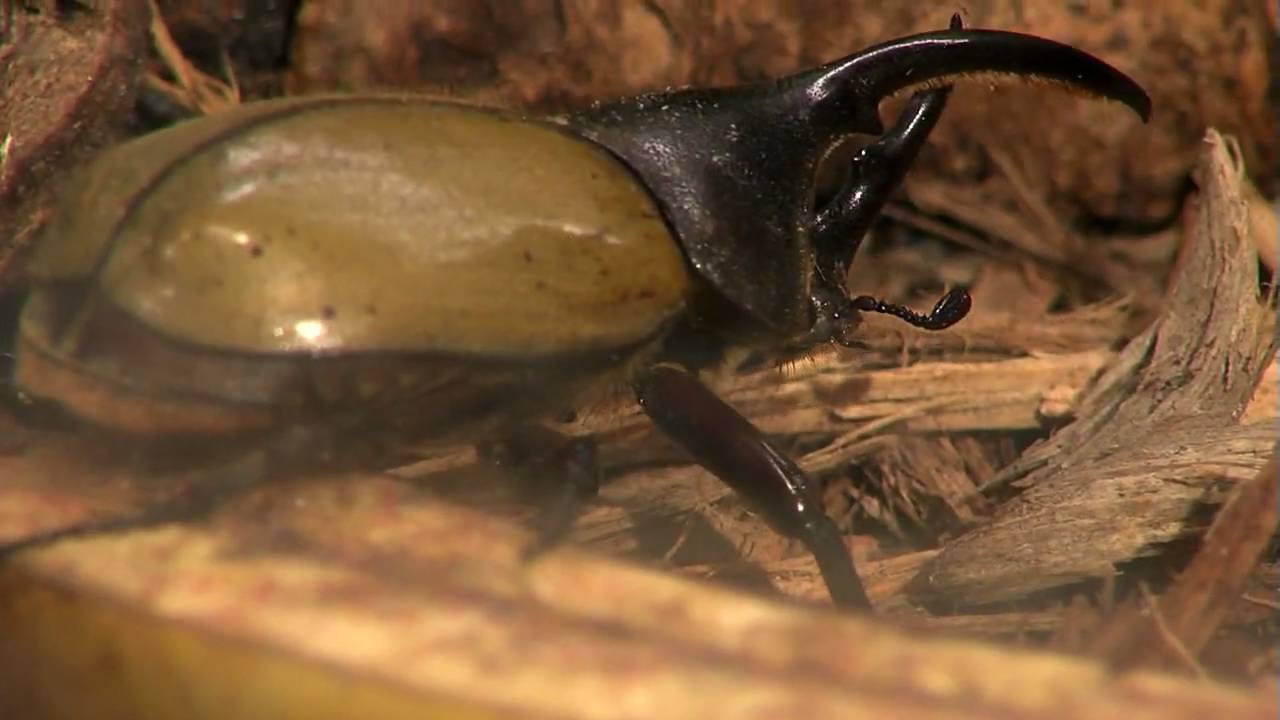 Escarabajos grandes - Zool&oacute;gico de Cincinnati