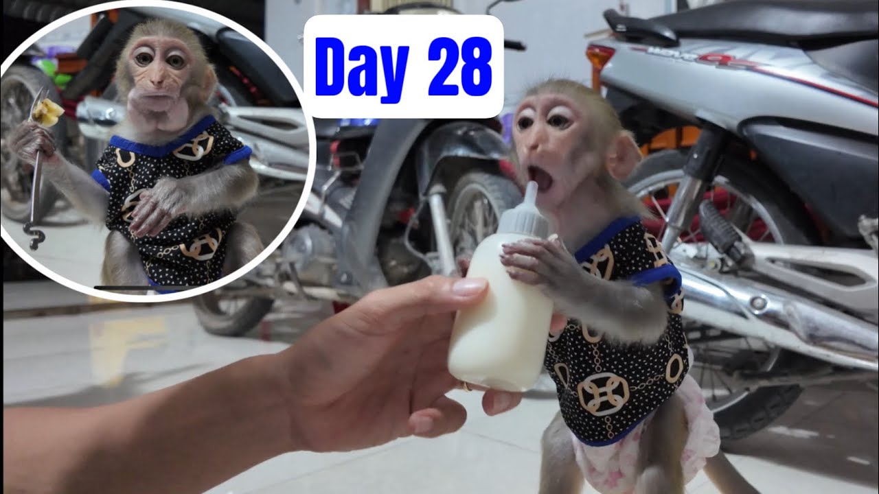 Baby monkey Alu drink milk everyday day 28