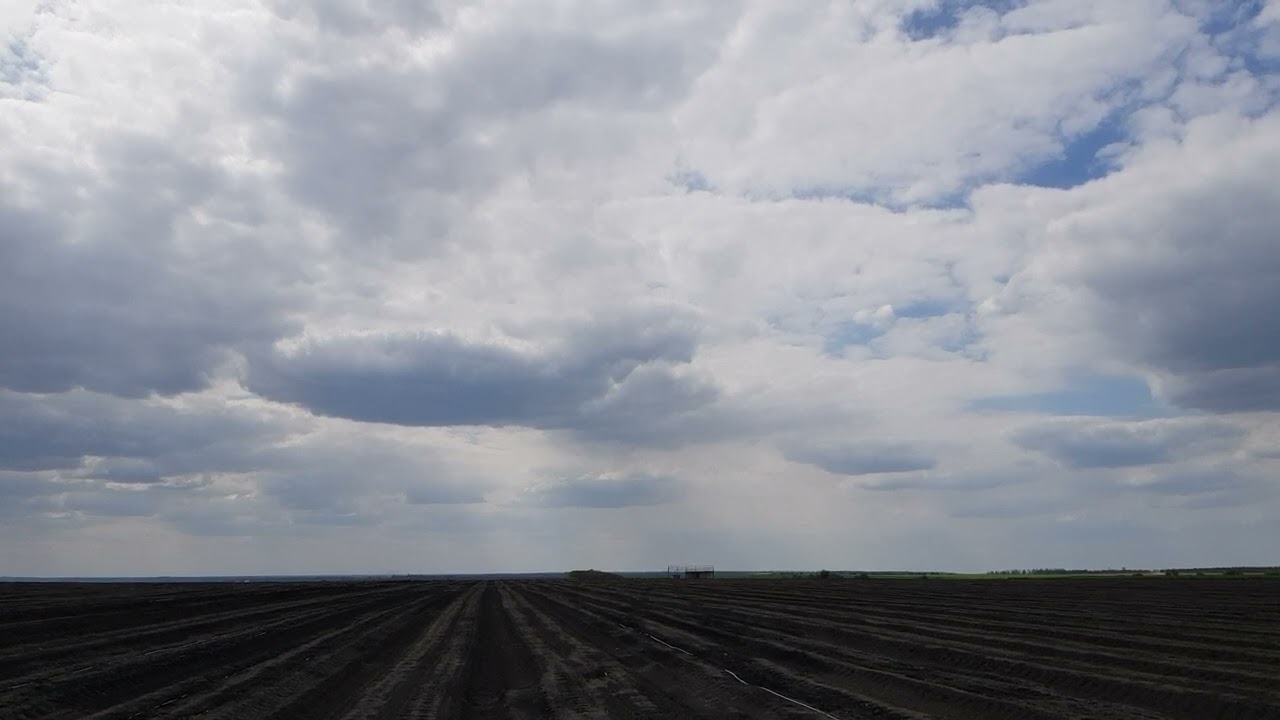 сорняк на луке