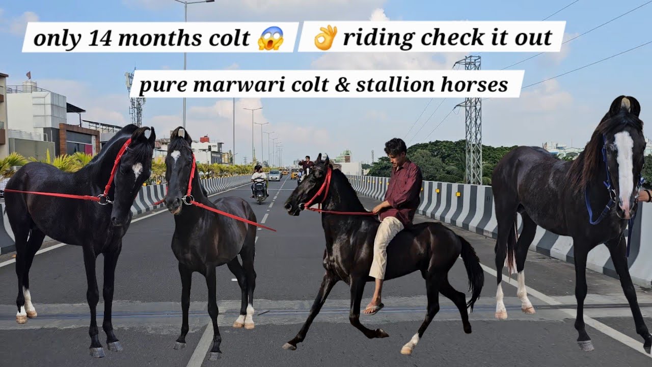 Pure marwari colt & stallion horses | quality wale Ghode bond condition | in Hyderabad 
