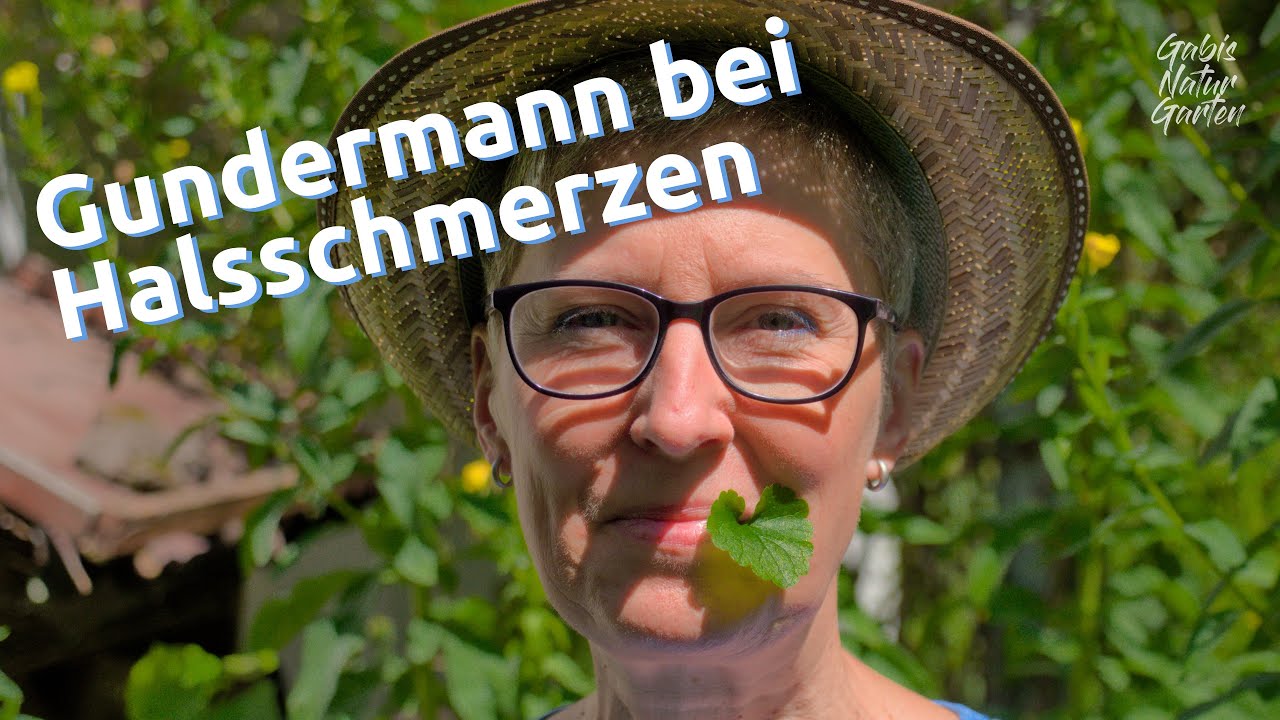 Wildkräuter für den Winter sammeln – Gundermann