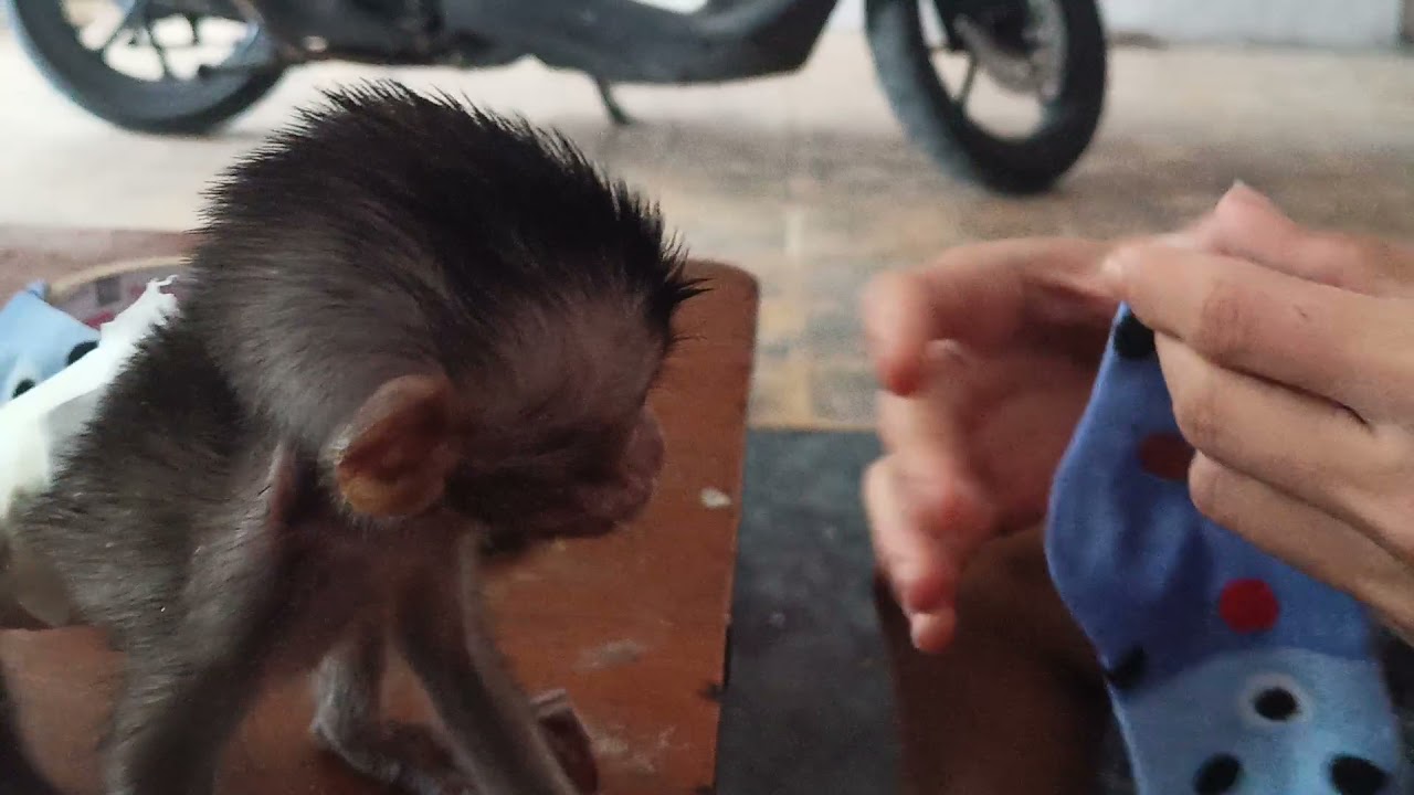 tutorial cara membuat baju monyet dengan kaos kaki