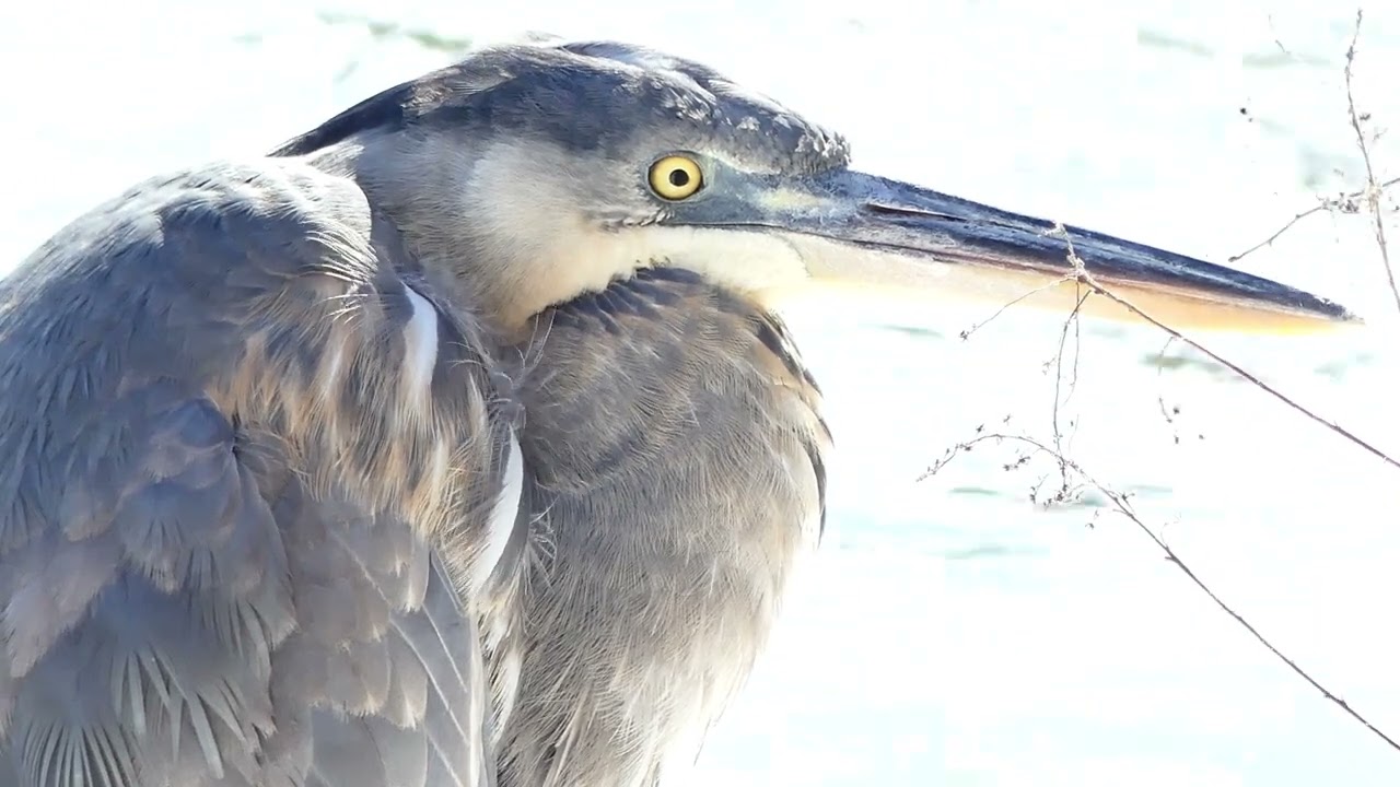 Great Blue Heron on snowy Thames River