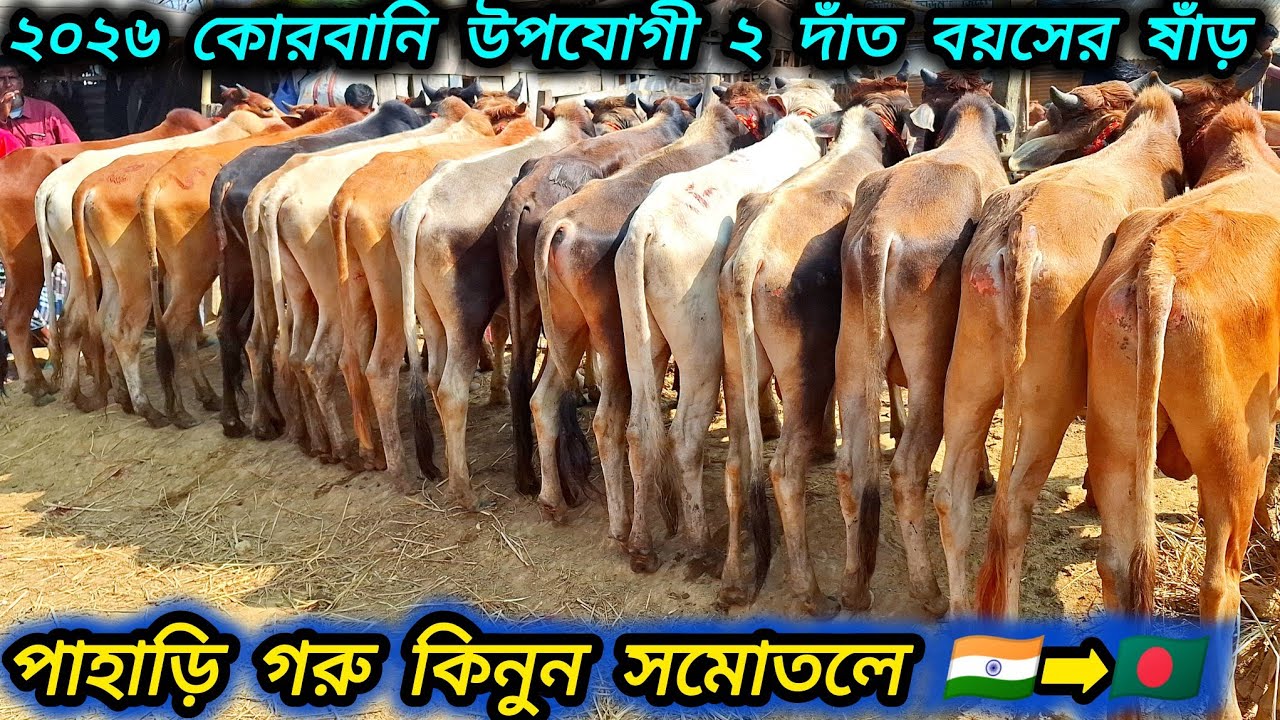 ০৬/০২/২৬/ পাহারি বর্ডার ক্রস ২০২৬ কোরবানি উপযোগী ২ দাঁতের ষাঁড় গরু এক দম কম দামে #cow #গরু 