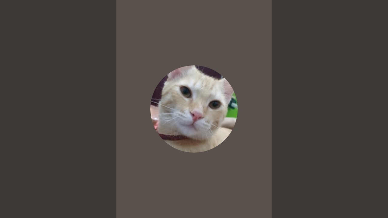 pussi & sujii  cats is live