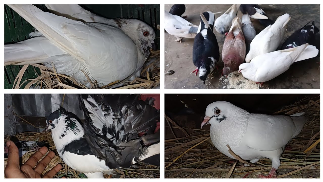 Adorable Pigeons Devouring Grains  #pigeon  #pigeonlove 