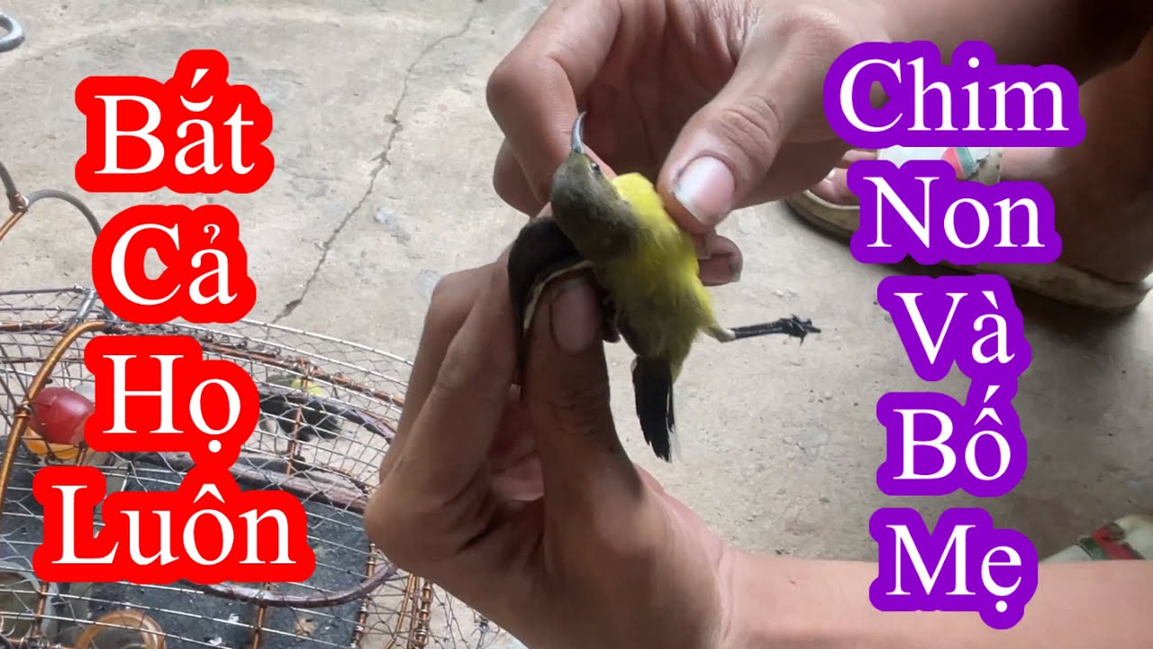 Bắt cả họ chim hút mật 5 màu về thả AVI và cái kết….