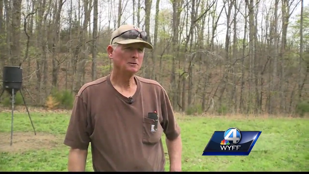 South Carolina considers controversial cure for huge wild hog problem