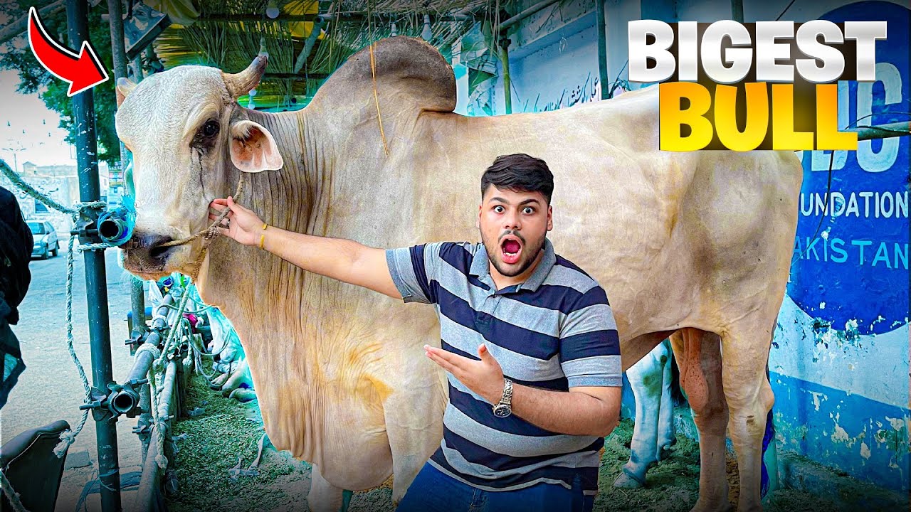Biggest Bulls🐂 & Camels🐫 Qurbani Of Pakistan 🇵🇰