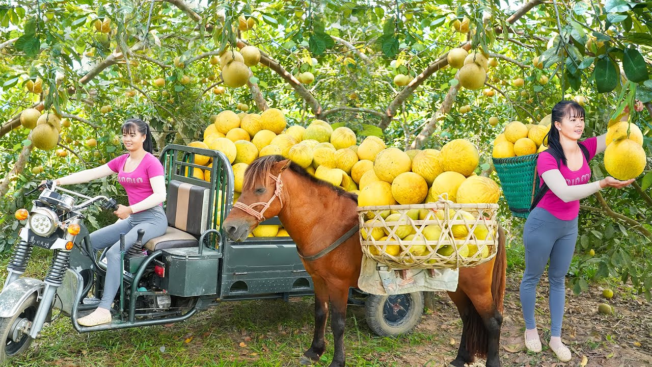 Use 3-wheeled Vehicle Harvesting Many Grapefruit Goes To The Countryside Market Sell - Farm Life