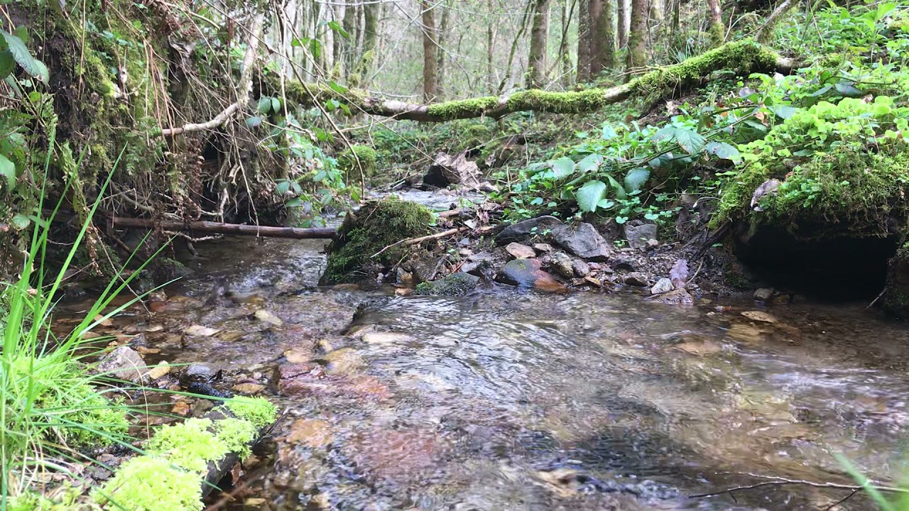 Ruhiger Bach im Frühling