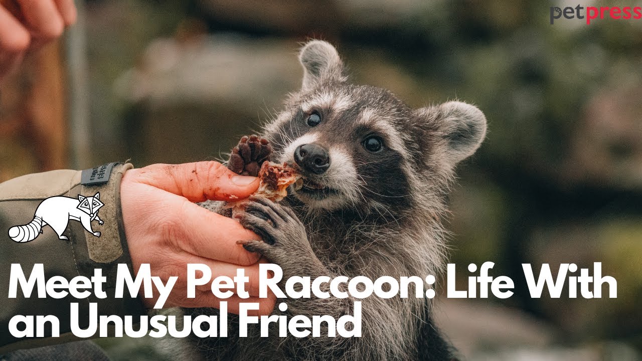 Meet My Pet Raccoon| Life With an Unusual (and Adorable) Friend!