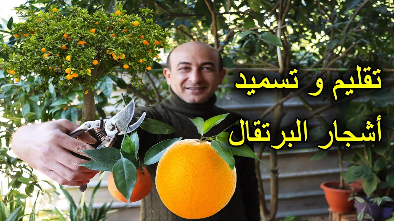 تقليم و تسميد اشجار البرتقال