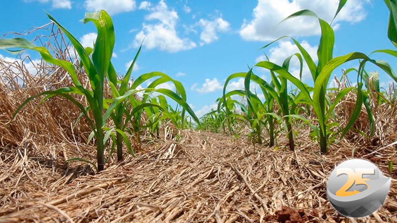 Plantio Direto completa 50 anos e precisa ser repensado, alerta especialista
