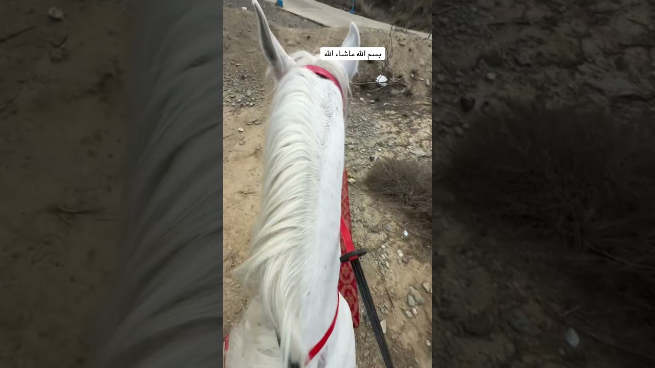 فلوق ركوب اليوم ٢١ رمضان ١٤٤٧ 😍  #خيل #المندق #الباحه #طبيعه #هدوء #اسطبل #مربط_دوس 