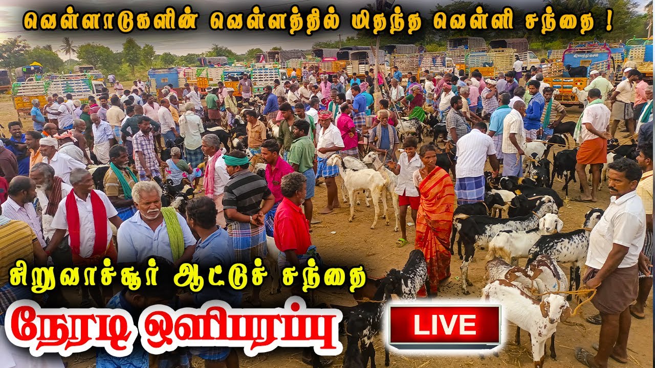 நேரலை - பெரம்பலூர் சிறுவாச்சூர் ஆட்டுச் சந்தை