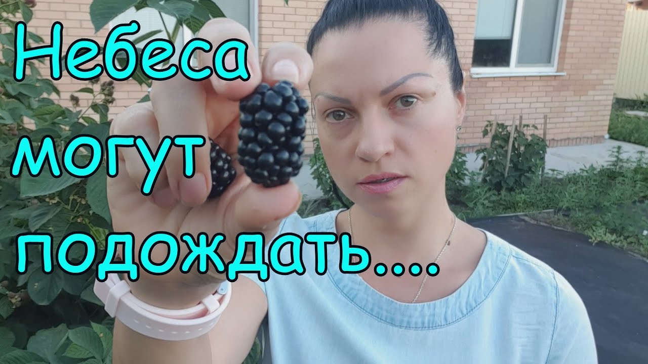 Небеса могут подождать - обзор сорта