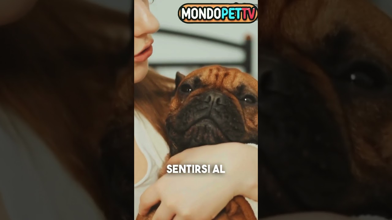 Come Creare un Legame Forte con il Tuo Nuovo Animale: Il Segreto della Routine! 🐶🐈 #shorts #pets