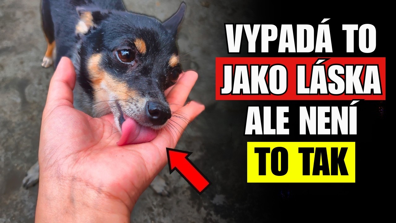 8 chování, které naznačuje, že váš pes není emocionálně v pořádku