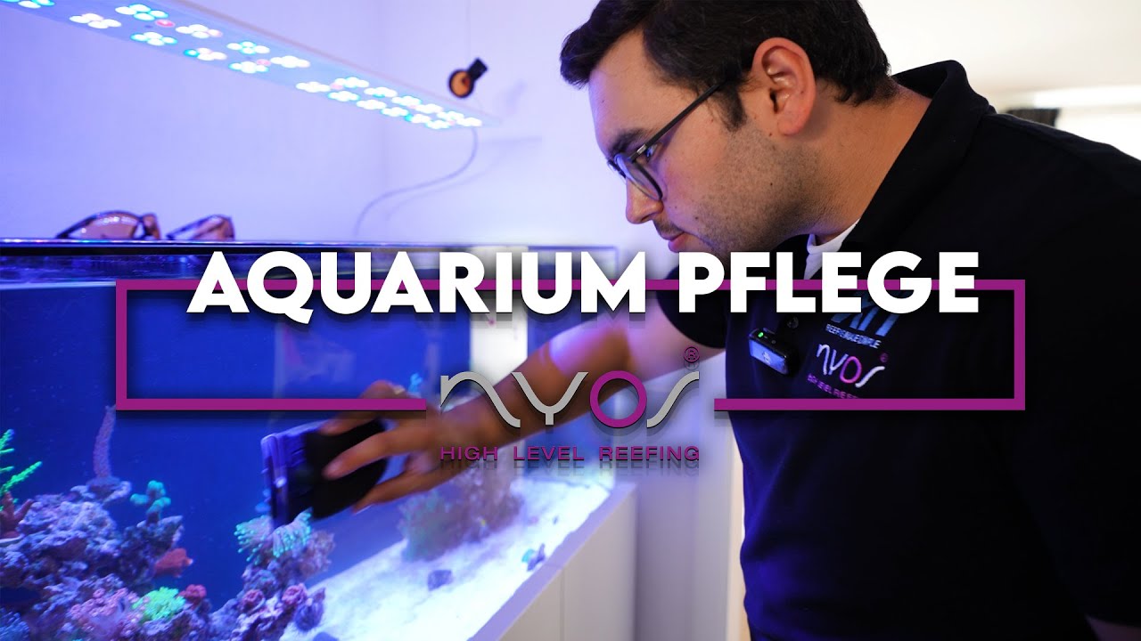 So Pflegst du dein Salzwasser Aquarium - Meerwasseraquarium Beginner Serie von A - Z ​
