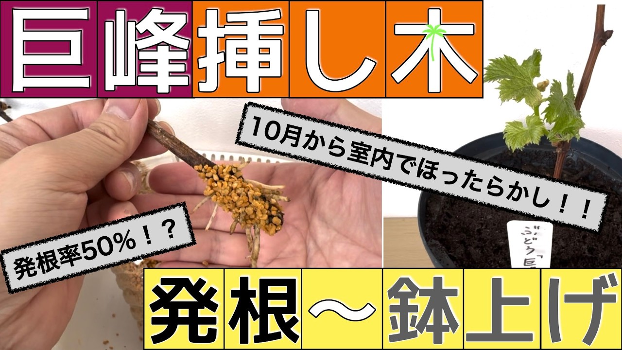 【ぶどう挿し木】巨峰の挿し木、成功のカギは？発根した１本を鉢上げ！（発根率50％！？）