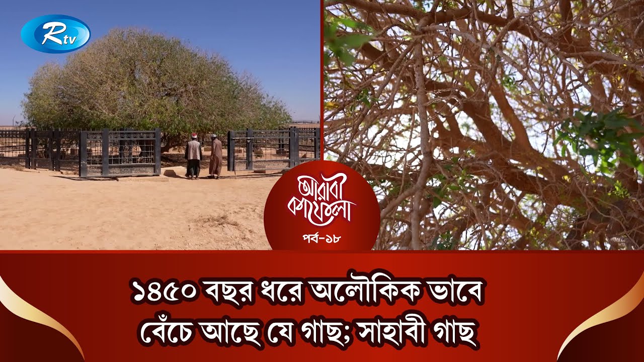 ১৪৫০ বছর ধরে অলৌকিক ভাবে বেঁচে আছে যে গাছ; সাহাবী গাছ | Arabi Kafela | Ep-18 | Rtv Islamic Show