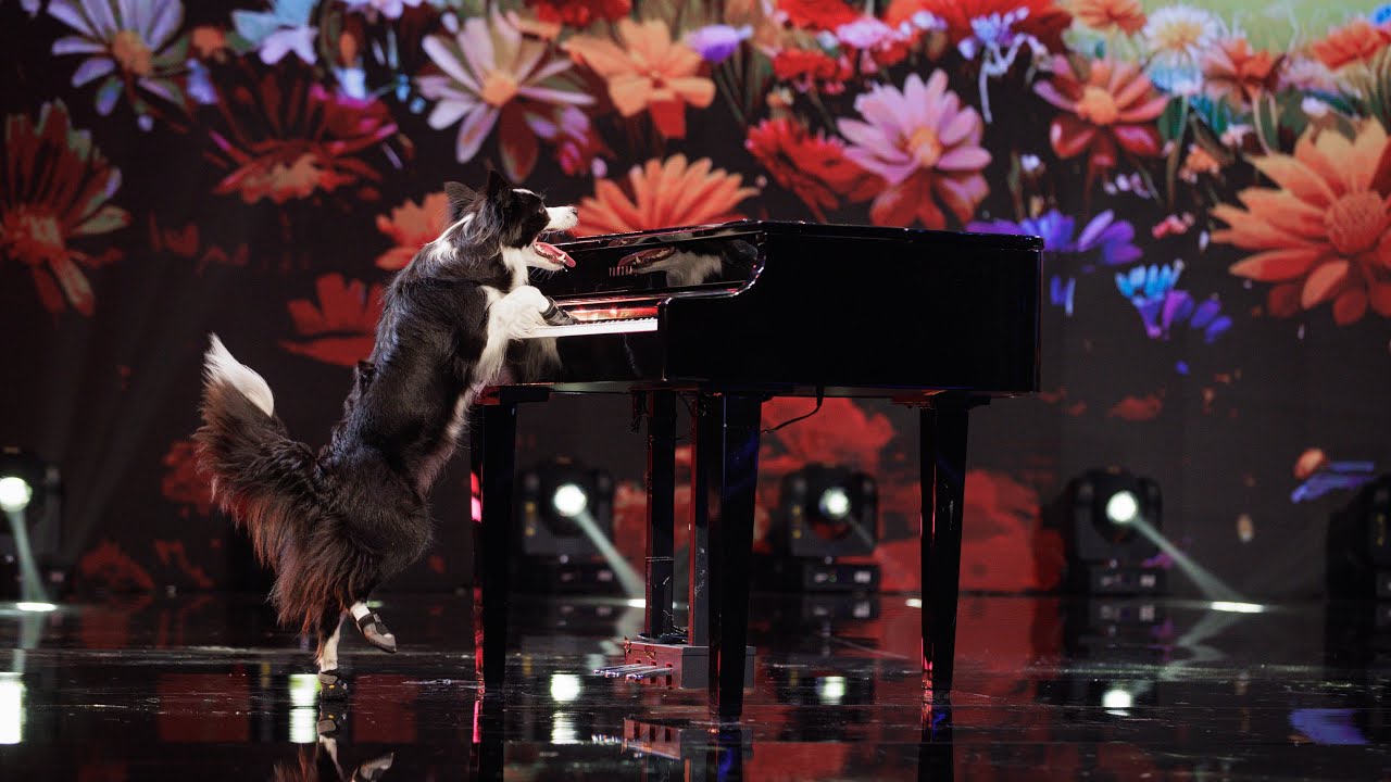 Anastasiia Beaumont and Salsa. Romania Got Talent all performances