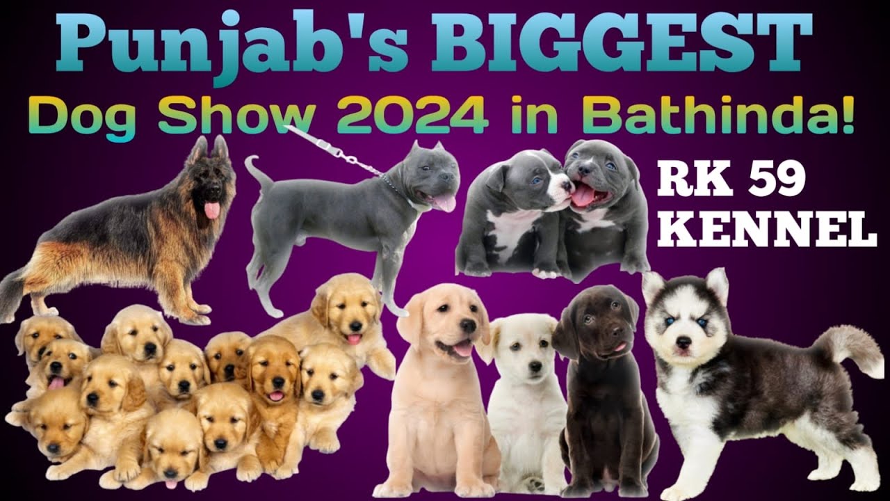 Punjab's BIGGEST Dog Show 2024 in Bathinda |EXPERIENCE the BIGGEST Dog Show in Bathinda Punjab 2024
