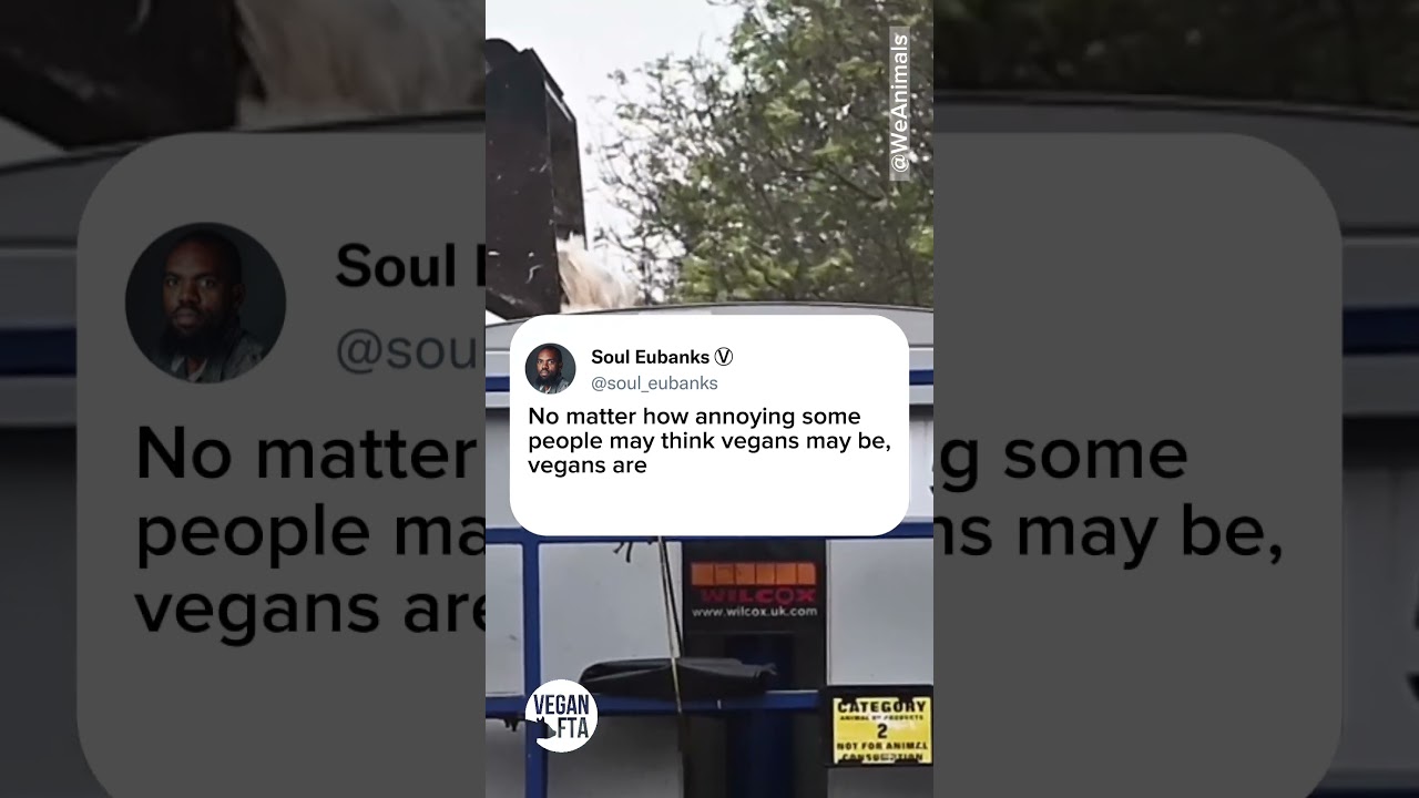 Are Vegans Annoying OR Just Right? 🤔 #shortsvideo