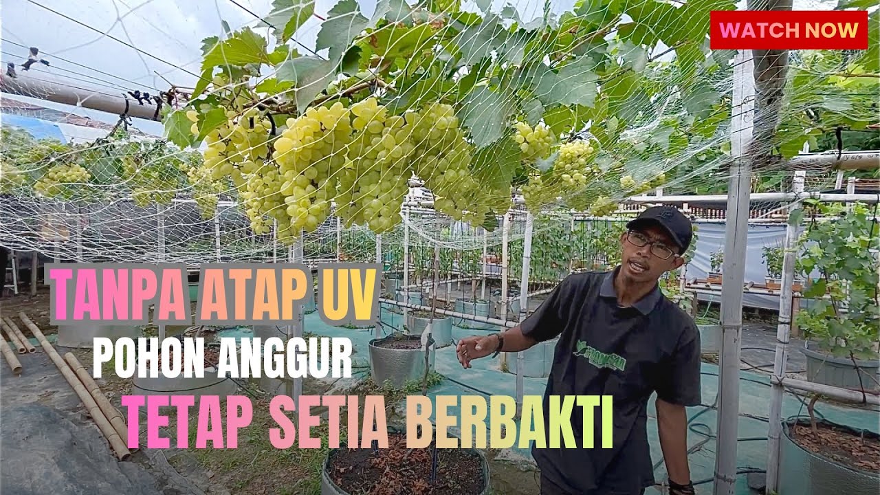 Pemula Bisa Niru. Tanpa Naungan Atap UV, Pohon Anggur Tetap Setia Berbakti