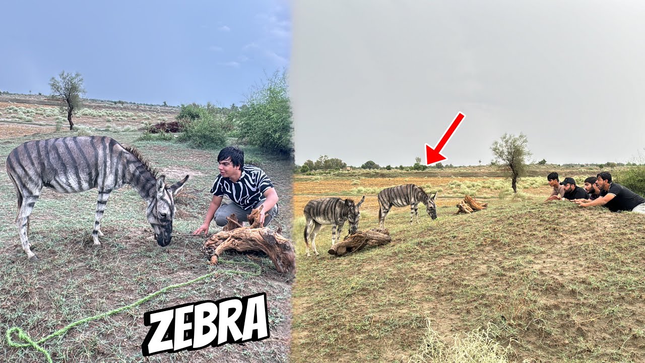 Jungle Sy Zebra Pakar Lea 😱