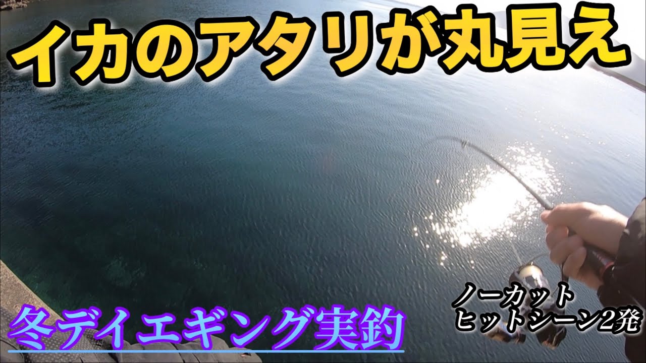 【エギング】アタリの瞬間を捉えた‼︎初心者でも糸を見ればアタリは分かる！冬のデイエギング