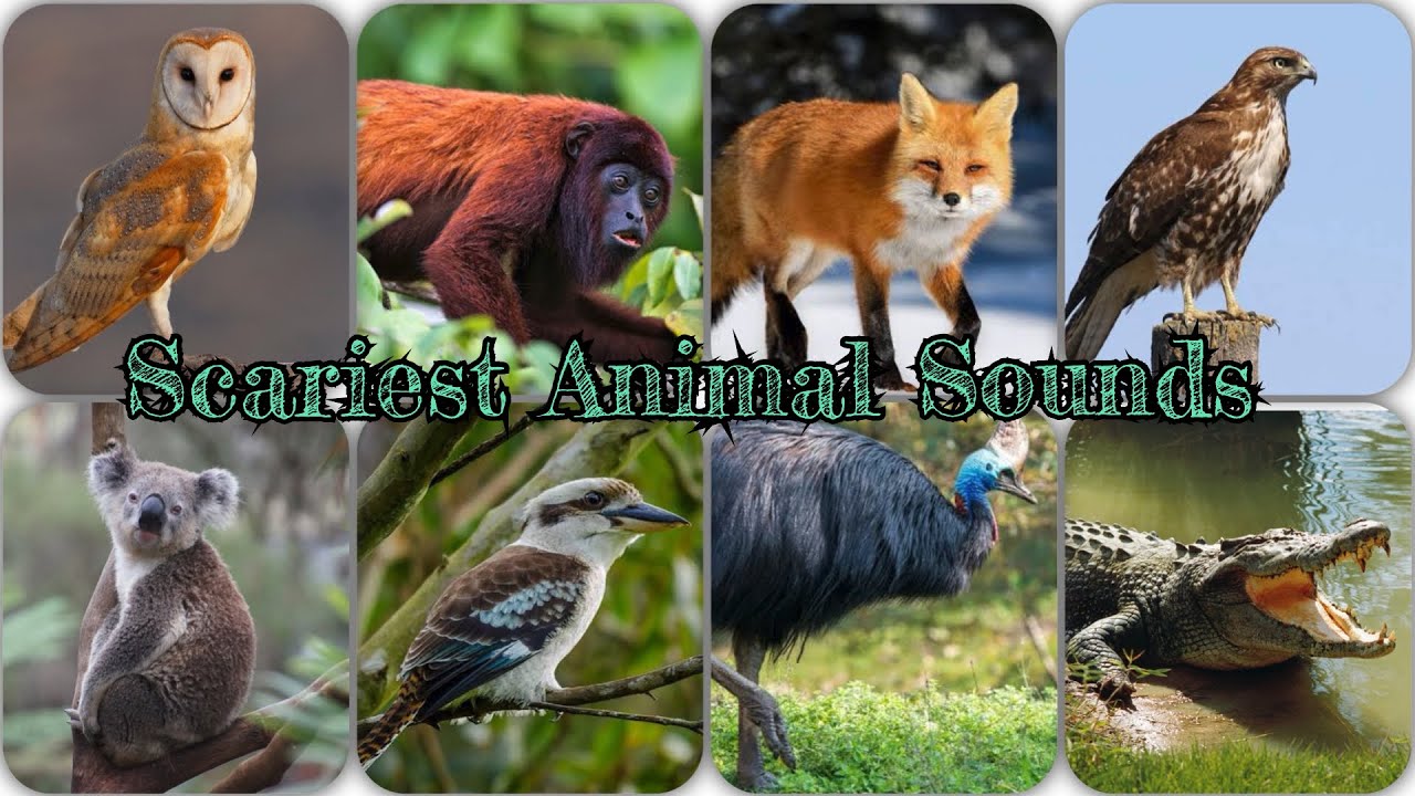 Scariest Animal Sounds (Part-2)